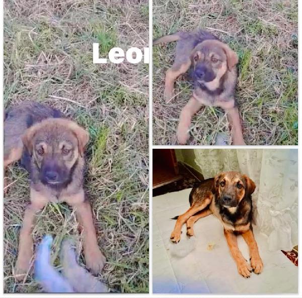 Leon Bellissimo Cucciolo Lupetto
