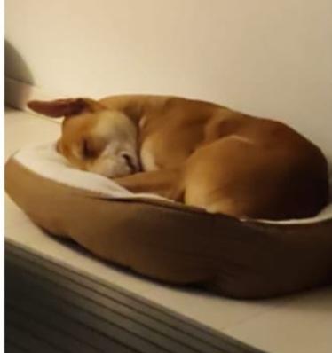 Ares 2anni mix molossimo URGENTE STALLO/ADOZIONE. MILANO Foto 3