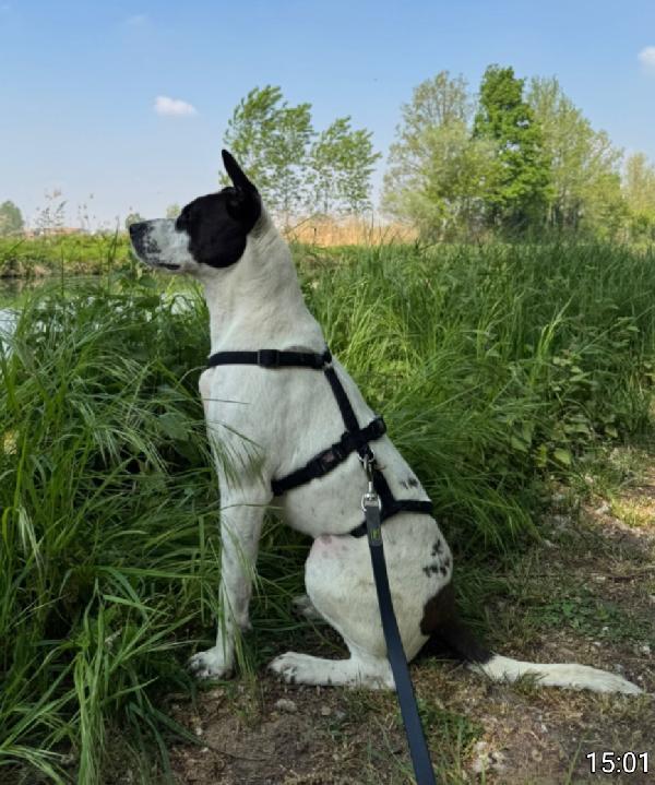 Alice mix molossina 2anni il 27/6 TORNA IN PUGLIA! TREVISO Foto 5