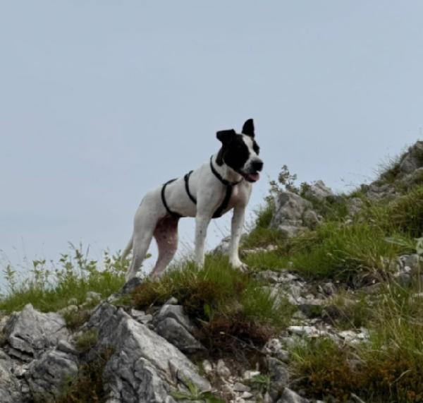 Alice mix molossina 2anni il 27/6 TORNA IN PUGLIA! TREVISO Foto 6