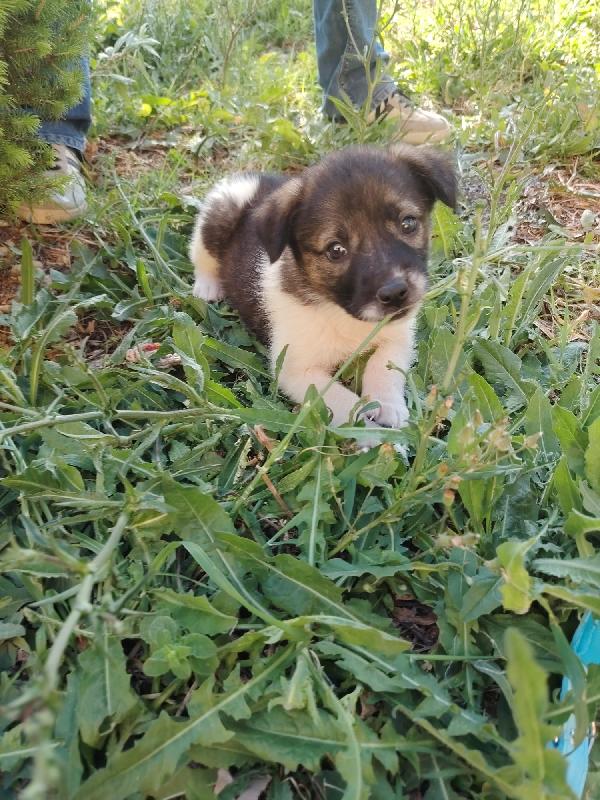 Dalila 