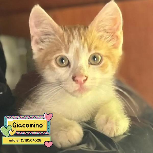 Giacomino - Dolce Gattino 2 Mesi Cerca Casa - In Adozione 