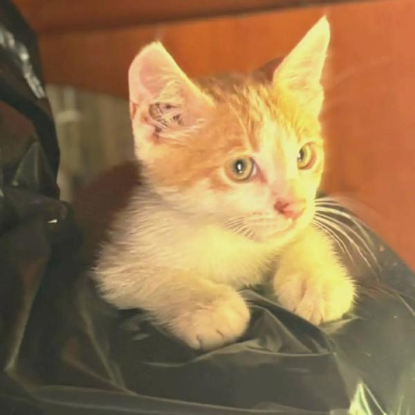 Giacomino - dolce gattino 2 mesi cerca casa - in adozione  Foto 2