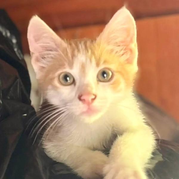 Giacomino - dolce gattino 2 mesi cerca casa - in adozione  Foto 3