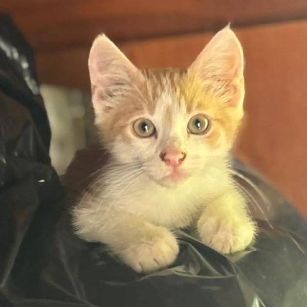Giacomino - dolce gattino 2 mesi cerca casa - in adozione  Foto 4