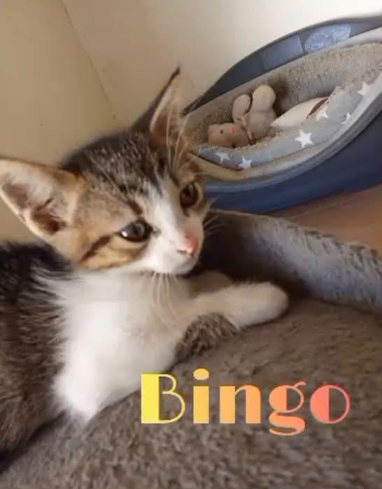 Bingo: Maschietto 3 Mesi 