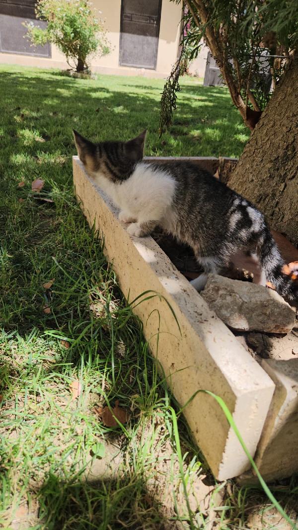 Bingo: maschietto 3 mesi  Foto 5