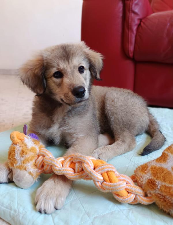 Lyuba