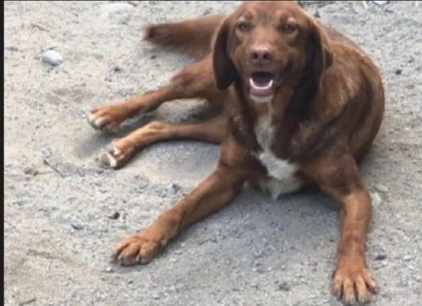 Chicco Adulto Manto Marroncino Aspetta Da Sempre. Calabria
