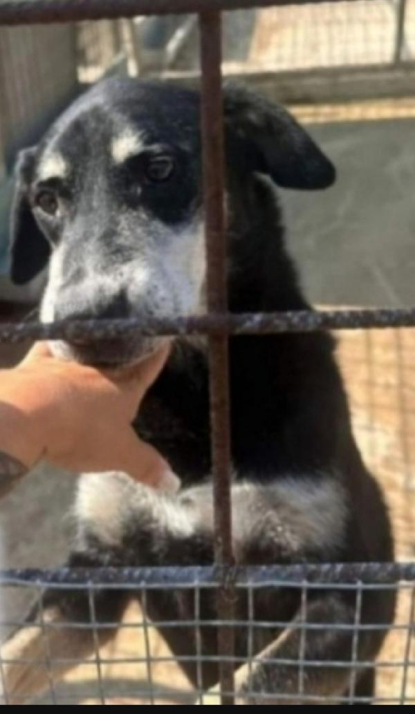 Musetto 11Anni Di Canile Nella Indifferenza. Sicilia