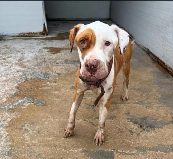 Pitbull 4Anni Femmina Si Ferisce X Lo Stress. Puglia