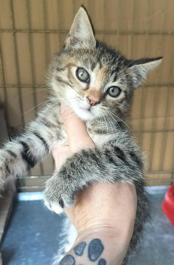 MICIA  Foto 4