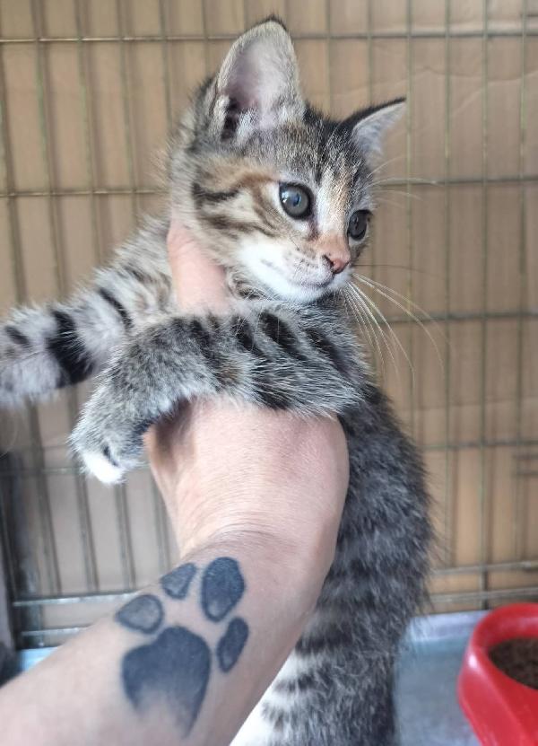 MICIA  Foto 6