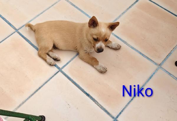 Niko Bellissimo Cucciolo Taglia Piccola 