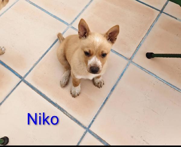 Niko bellissimo cucciolo taglia piccola  Foto 2
