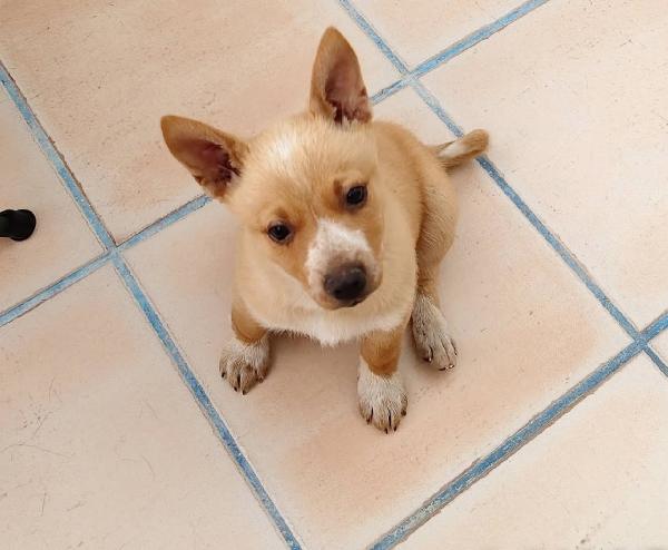 Niko bellissimo cucciolo taglia piccola  Foto 3