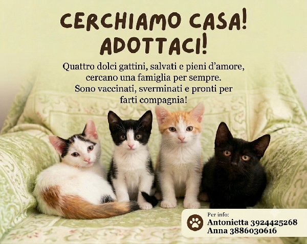 ​🐾 Quattro Meravigliosi Gattini Cercano Casa! 🏡