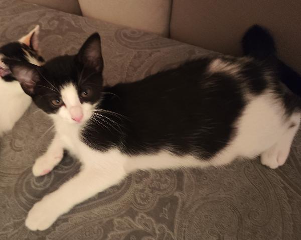 ​🐾 QUATTRO MERAVIGLIOSI GATTINI CERCANO CASA! 🏡 Foto 2