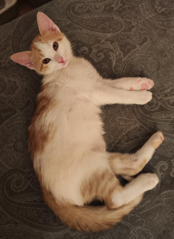 ​🐾 QUATTRO MERAVIGLIOSI GATTINI CERCANO CASA! 🏡 Foto 3