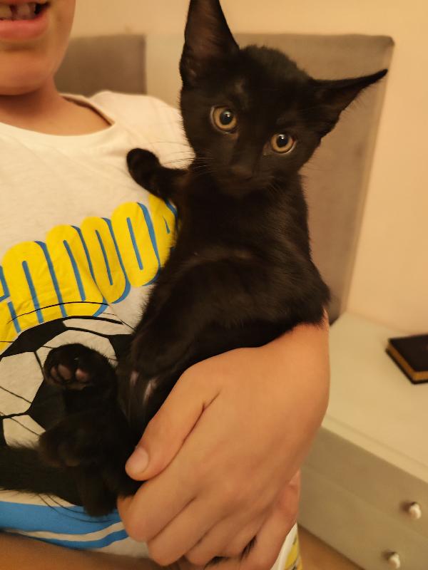 ​🐾 QUATTRO MERAVIGLIOSI GATTINI CERCANO CASA! 🏡 Foto 4