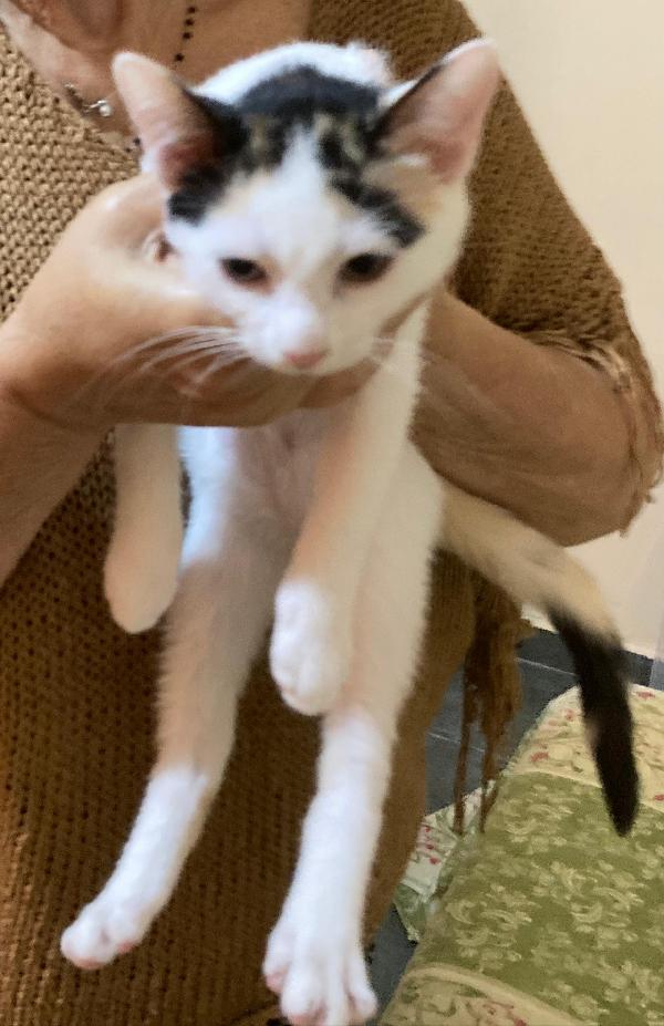 ​🐾 QUATTRO MERAVIGLIOSI GATTINI CERCANO CASA! 🏡 Foto 5