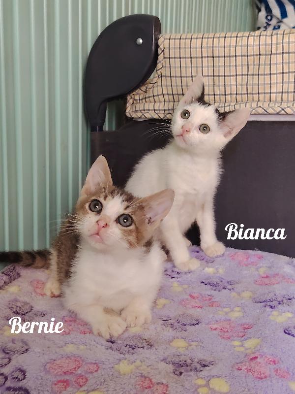 Bianca E Bernie Cercano Casa