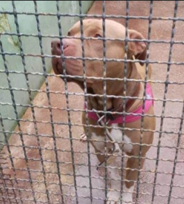 Pitbull 5Anni Uno Dei Tanti Sfortunati!!!Napoli