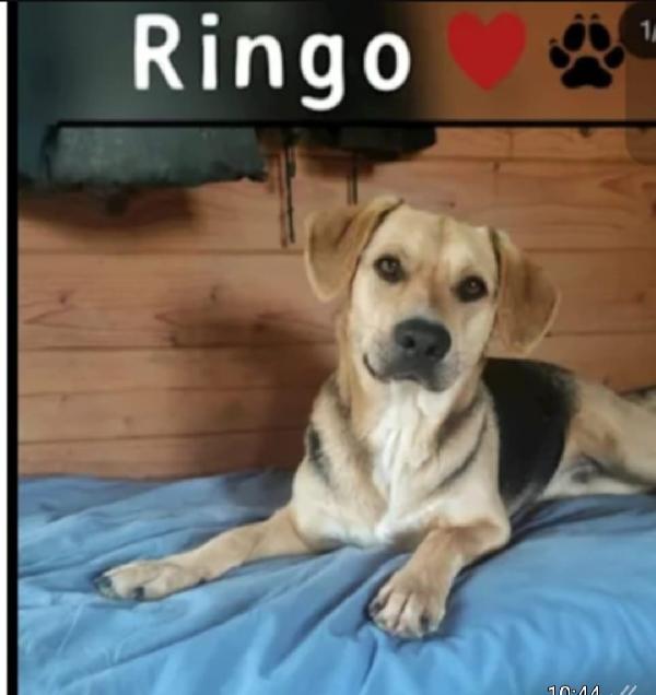 Ringo Mix Beagle/ Pastorino 4Anni Sos Pistoia