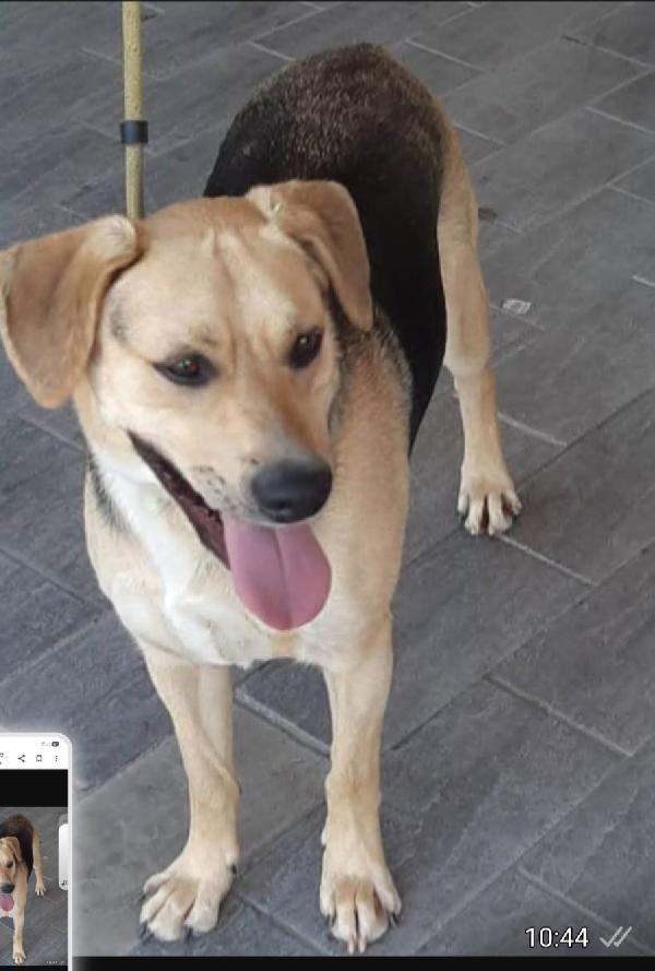 Ringo mix Beagle/ pastorino 4anni SOS PISTOIA Foto 2