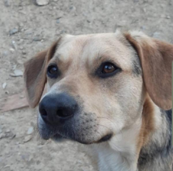 Ringo mix Beagle/ pastorino 4anni SOS PISTOIA Foto 3