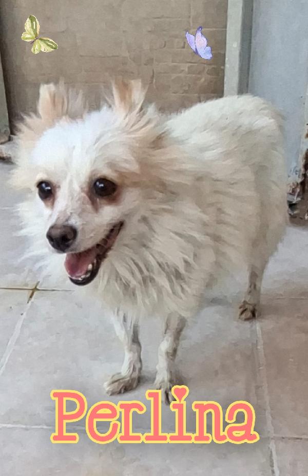 Perlina Mix Volpino Italiano 