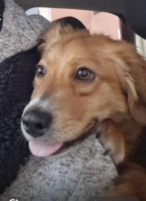 Drupy dolcissimo cagnolino a pelo lungo Foto 2