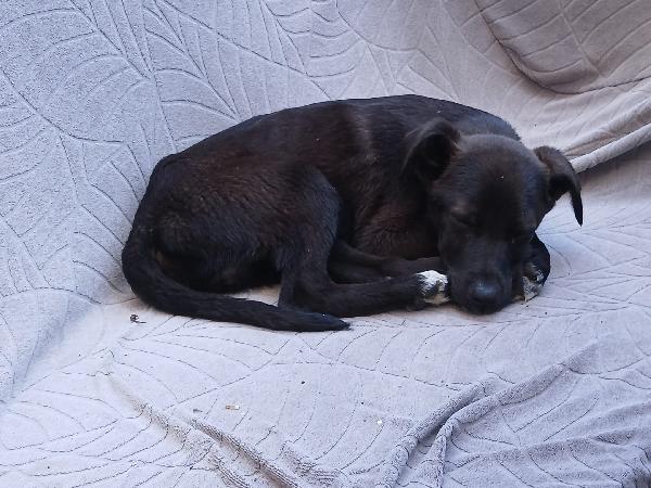 Totò  Foto 2