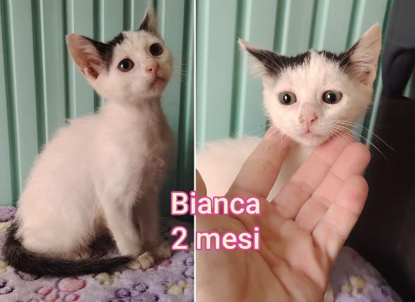 Chiamate Per Salvare Un Micio 