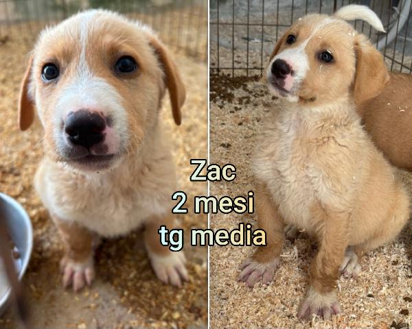 Cucciolotti in adozione  Foto 2