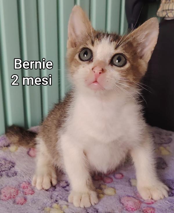 GATTINI ABBANDONATI: EMERGENZA  Foto 2