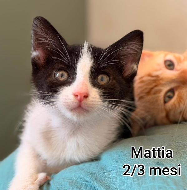 GATTINI ABBANDONATI: EMERGENZA  Foto 6