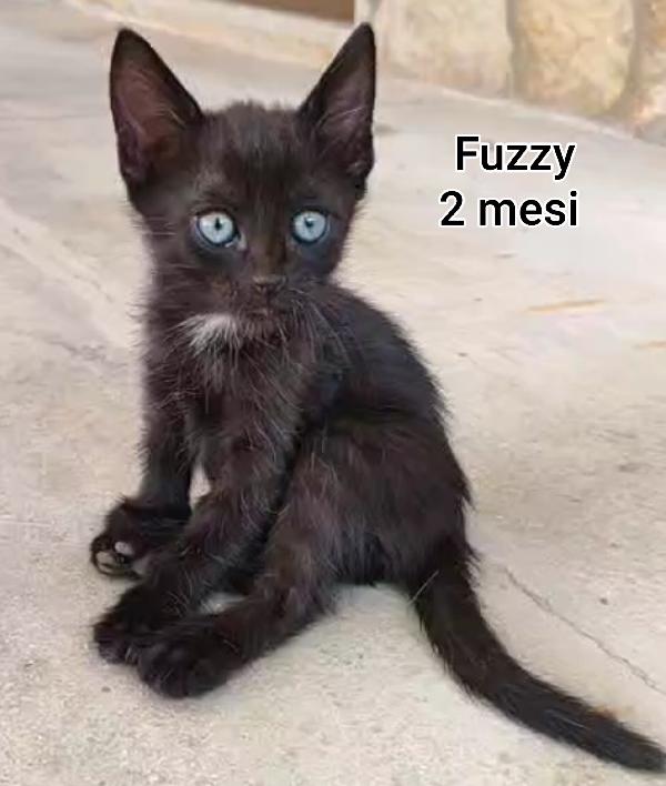 GATTINI ABBANDONATI: EMERGENZA  Foto 7