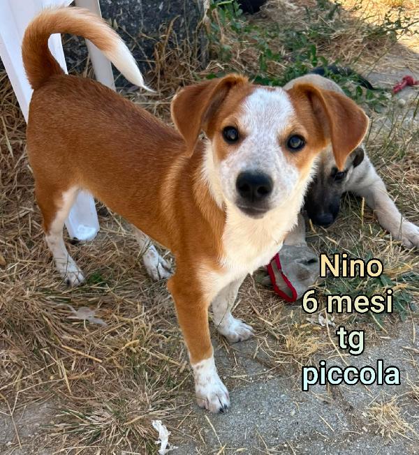Cuccioli cercano casa! Urgente Foto 4