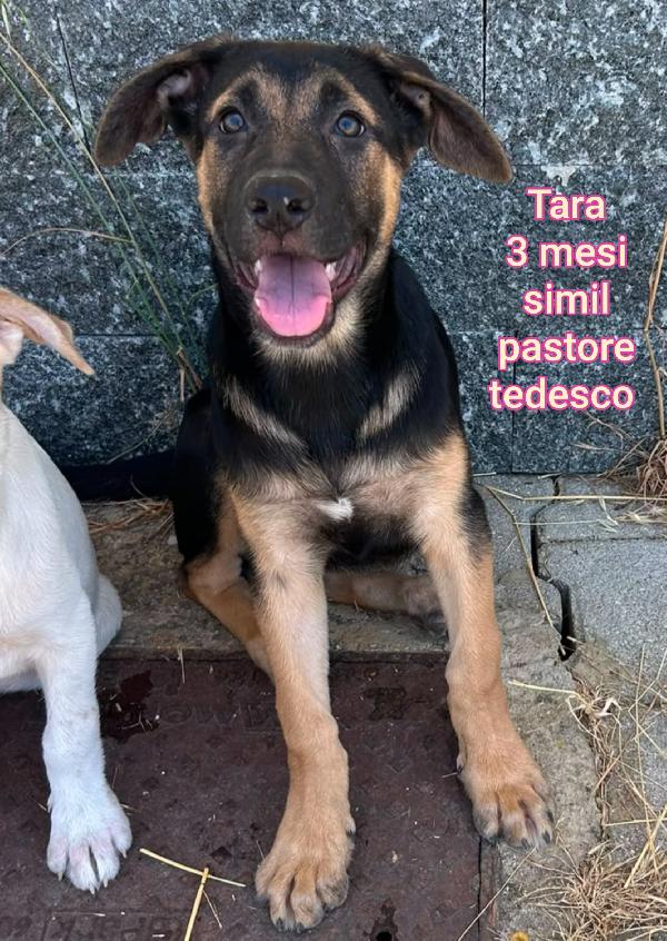Cuccioli cercano casa! Urgente Foto 5