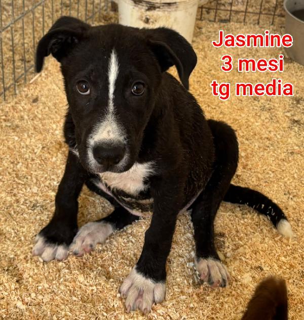Cuccioli cercano casa! Urgente Foto 6