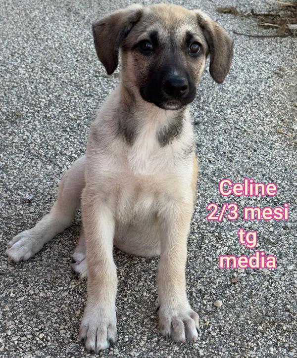 Cuccioli cercano casa! Urgente Foto 8
