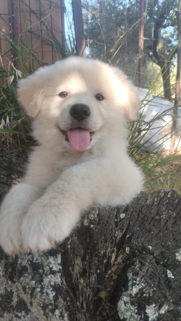 Yuki Splendido Cucciolotto Simil Maremmano Cerca Casa 