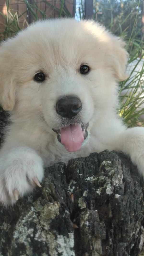 Yuki splendido cucciolotto simil maremmano cerca casa  Foto 2