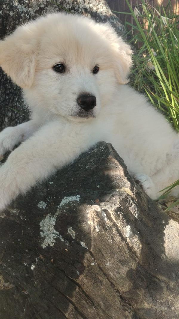 Yuki splendido cucciolotto simil maremmano cerca casa  Foto 3