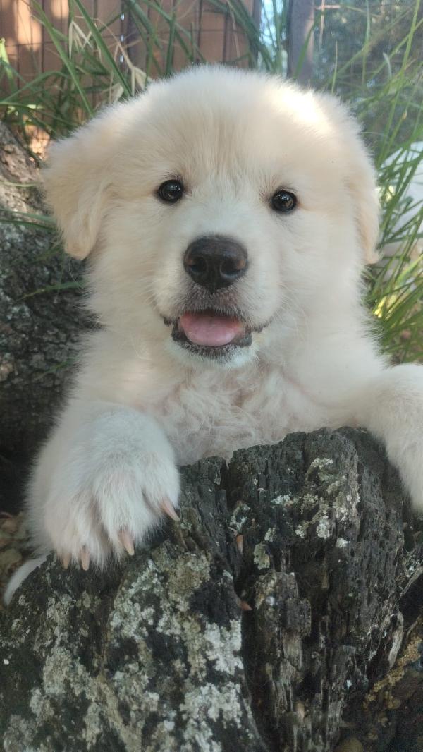 Yuki splendido cucciolotto simil maremmano cerca casa  Foto 4