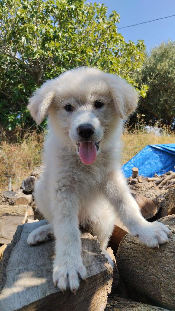 Yuki splendido cucciolotto simil maremmano cerca casa  Foto 5