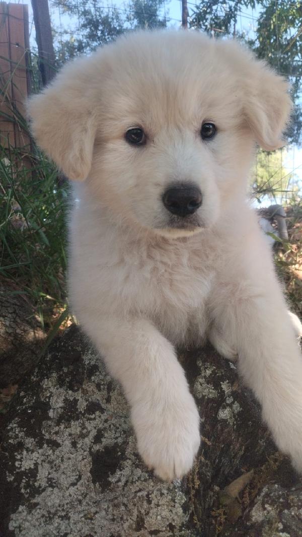 Yuki splendido cucciolotto simil maremmano cerca casa  Foto 6