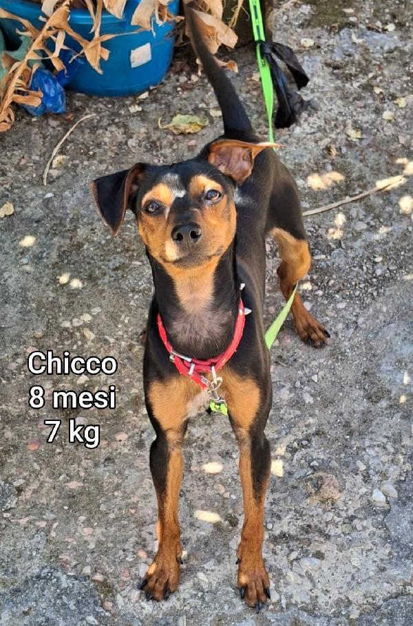 Cani Di Taglia Piccola E Mediopiccola 