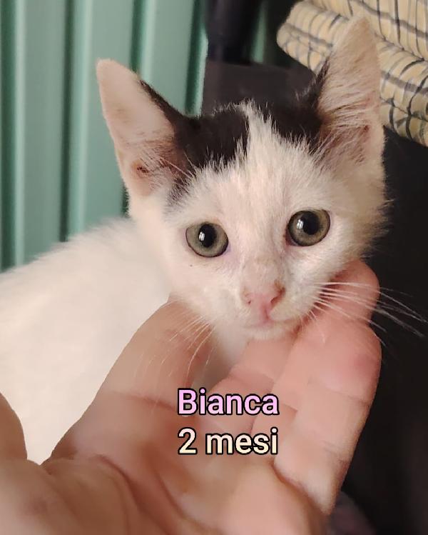 Micetti Bisognosi Cercano Casa